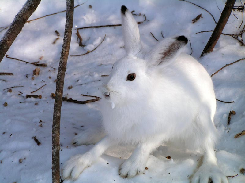 Косой заяц лес зима