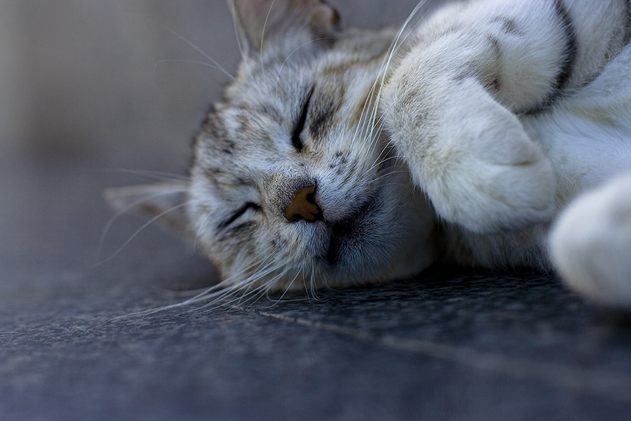 Не мешааай кот кошка котик киса сон пушистый мягкий милый