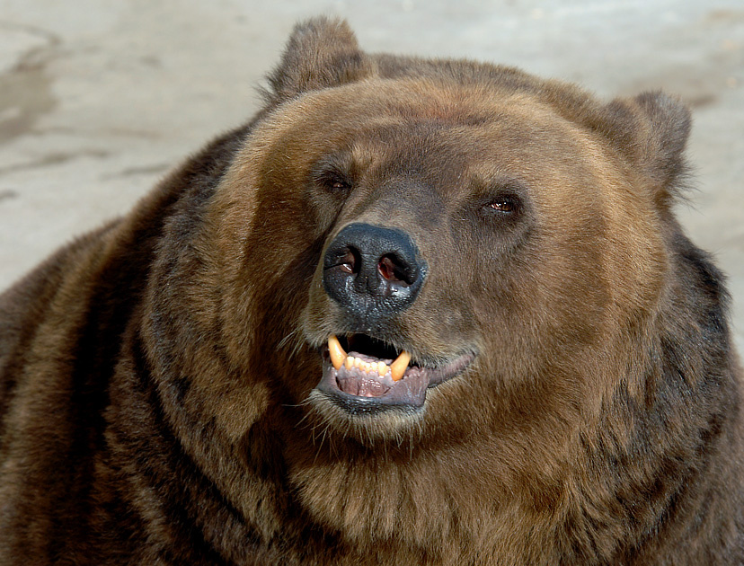 Настроение... бурый медведь Ursus arctos