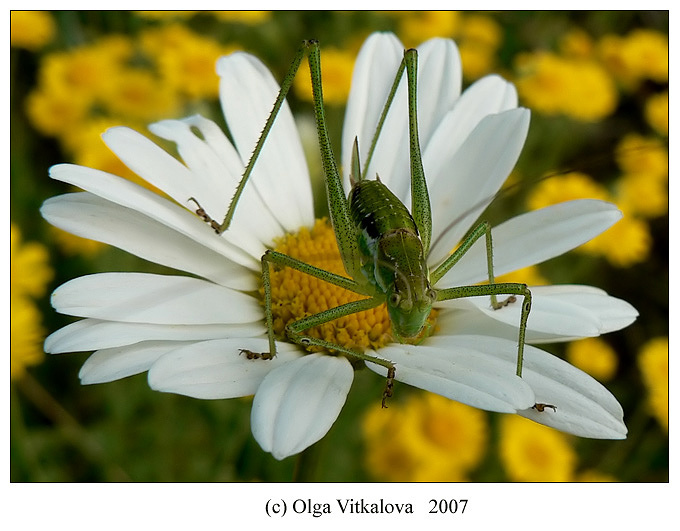 Grasshopper on camomile кузнечек grasshopper camomile девушка природа малыш зеленый луг ромашка