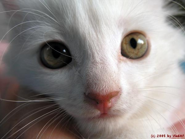 Удивленный кот \"котомафия\" кот животное удивление котомафия