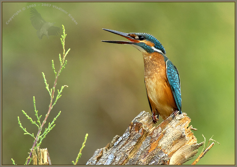 Common Kingfisher Kingfisher