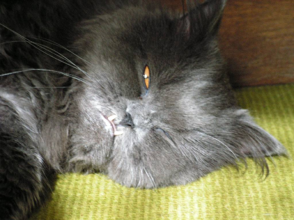Саблезубый котик 