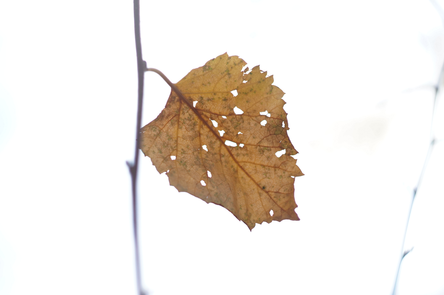 осень 