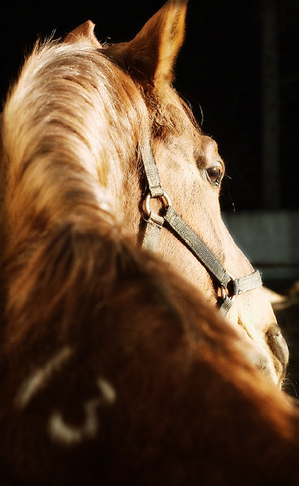 тринадцатый... лошади horses