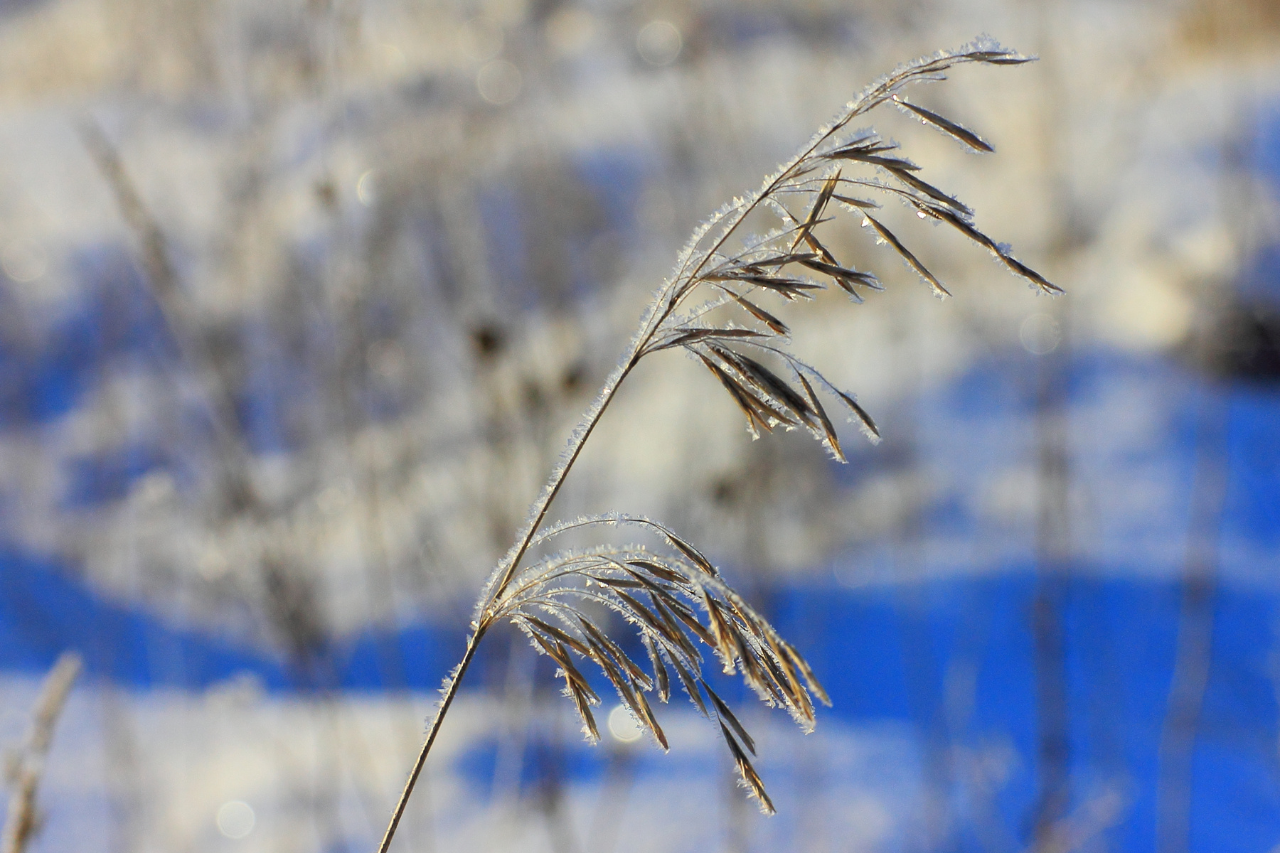 Зима зима, декабрь 2013