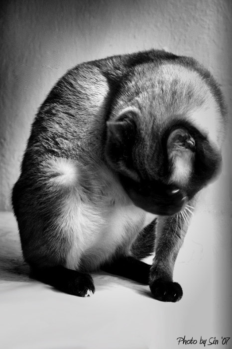 cat\'s pain кот