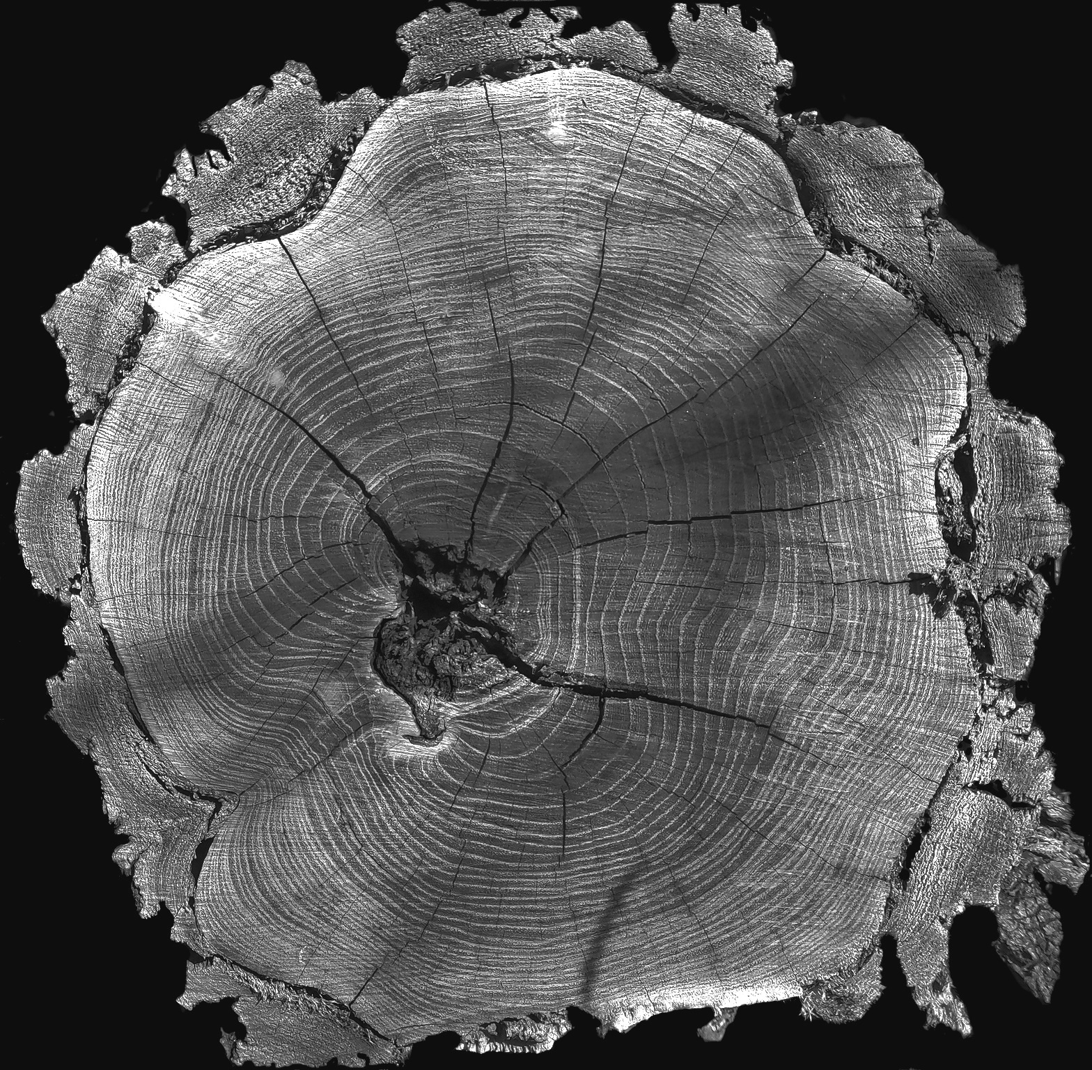 The old tree 