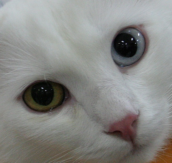 Их взгляд на нас_2 кот глаза
