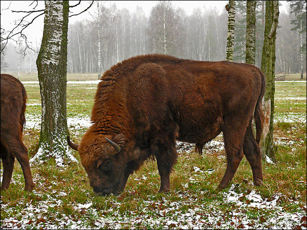 Bison. Зубр. 