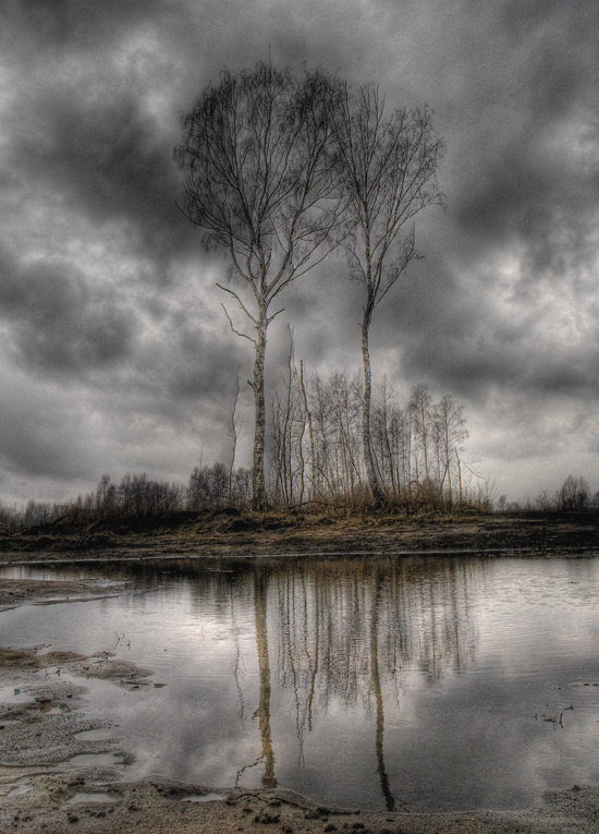 Две Березы HDRi природа деревья