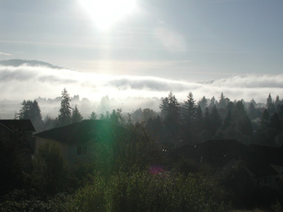 morning fog 
