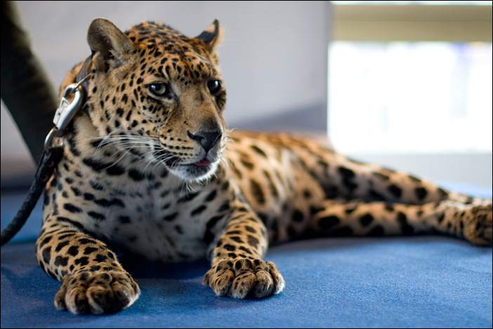 Leo Apple Leopard Pro Show Леопард