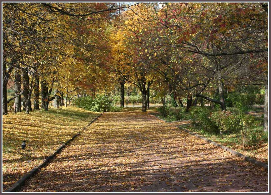 Autumnal crow Autumn crow Moscow про ворону и осень
