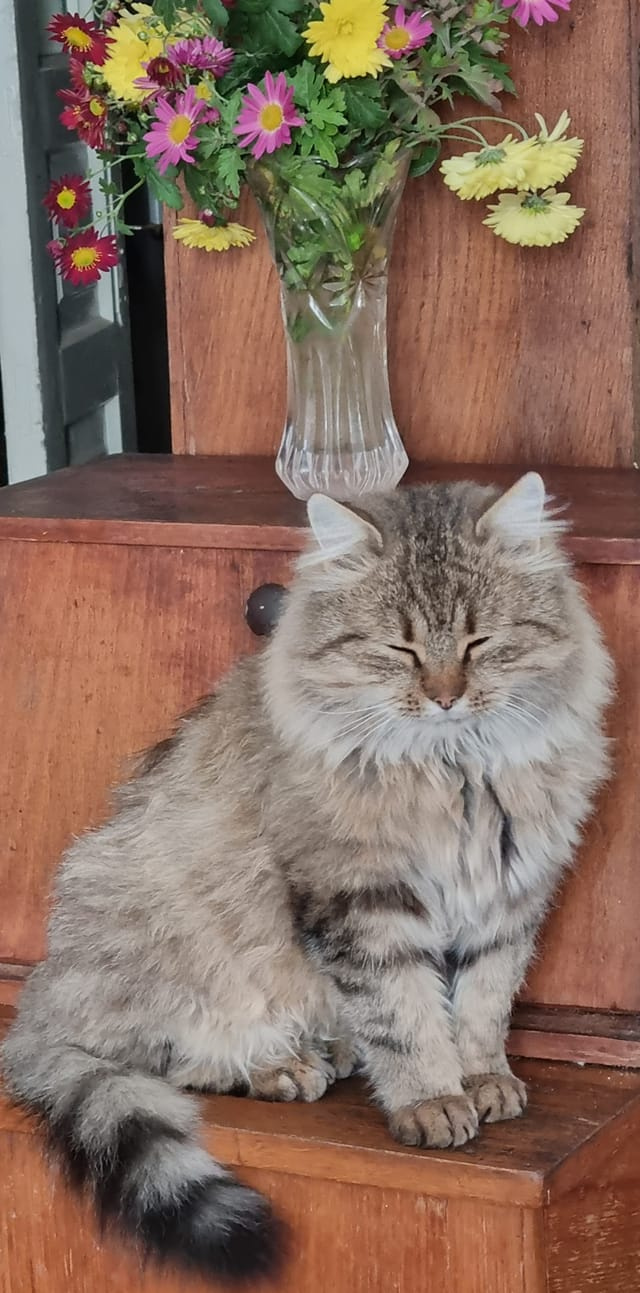 Котик в интерьере кошки дома