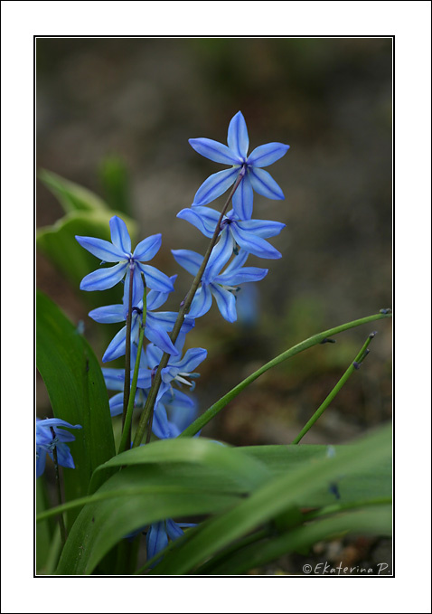 Spring came flower spring blue