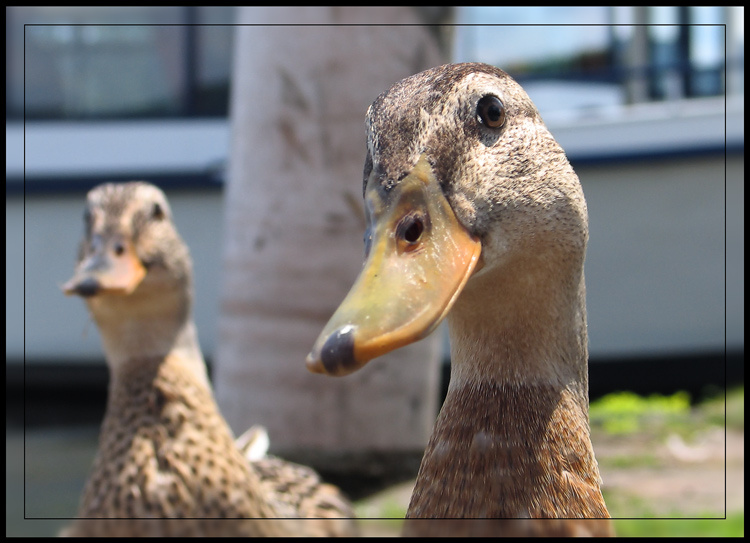 Кокетка утка улыбка портрет ente duck smile lächeln kokette coquette fowl schwimmvogel vogel