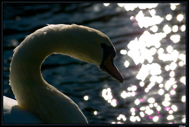 *** Лебедь, Птичка, озеро, клюв, swan, lake