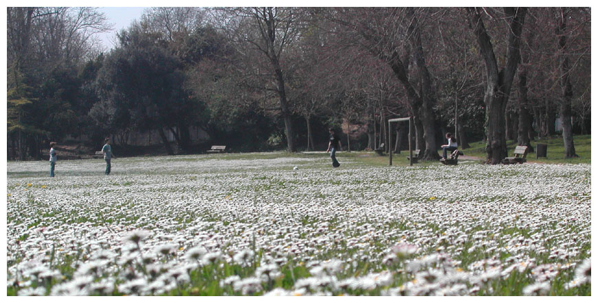 Le tapis de fleurs франция france приморская шарента charente maritime парк parc