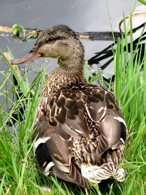 утка птицы природа