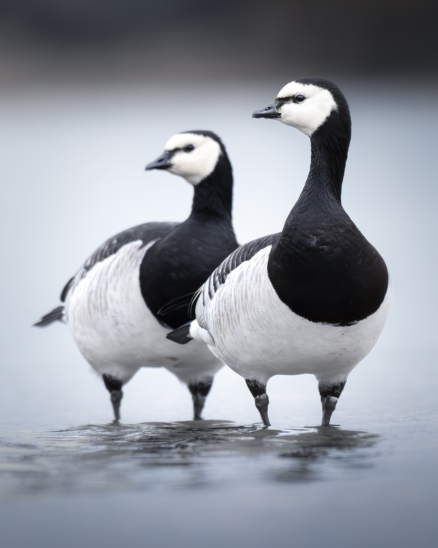 Белощёкая казарка (Branta leucopsis) 