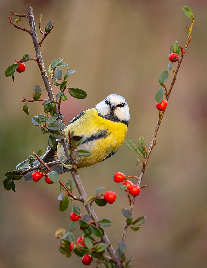 Titmouse 