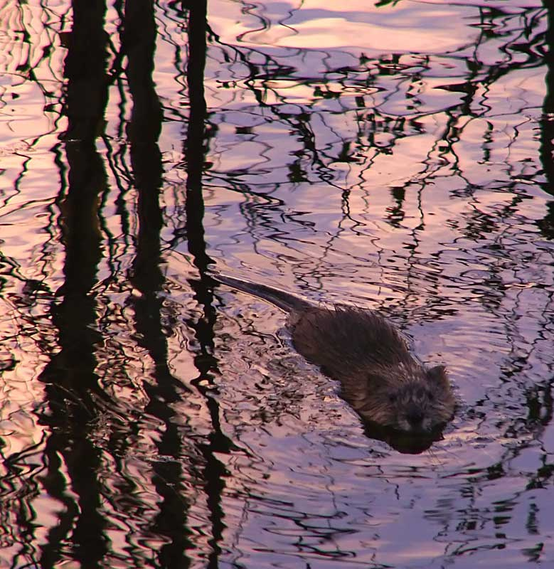 Who are you? Понимаешь ли... вода