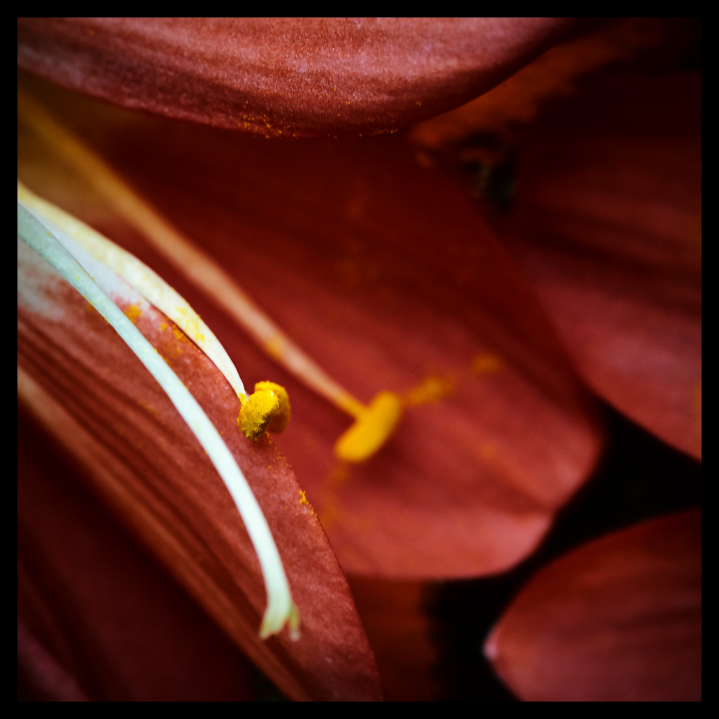 *** flower red