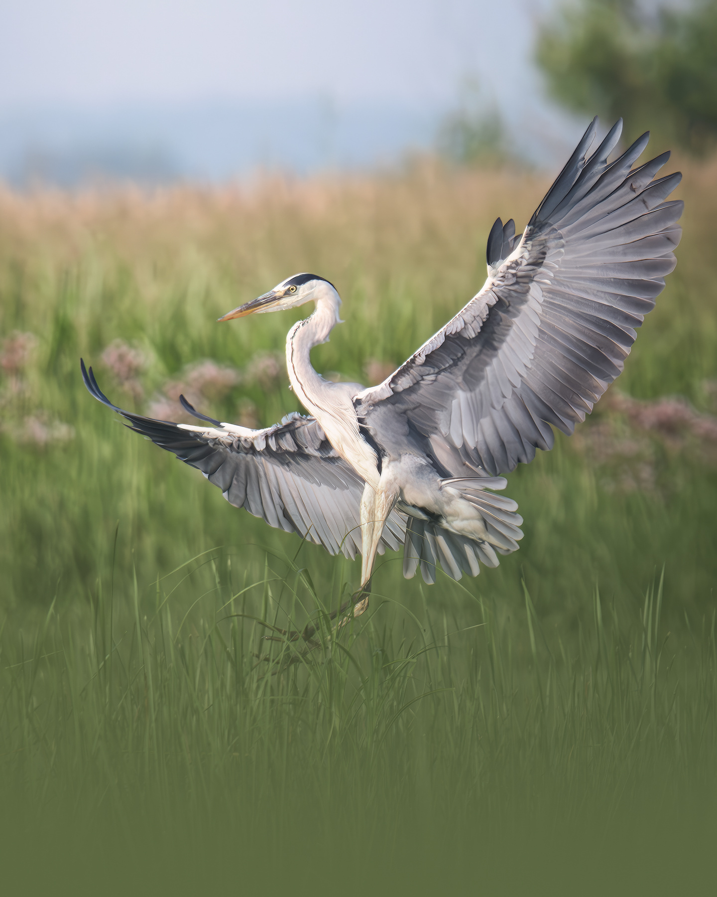 Серая цапля (Ardea cinerea) 