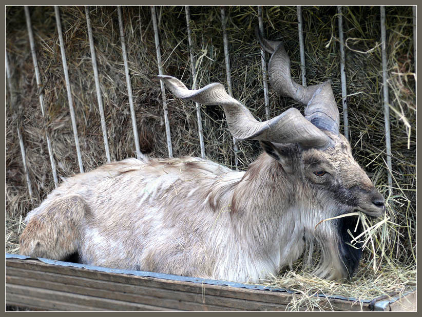 и стол и дом! Таджикский винторогий козел, мархур, Capra falconeri heptneri