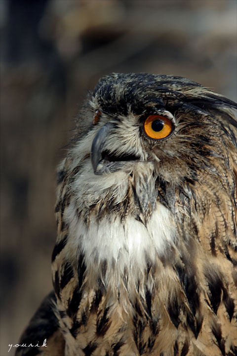 owl филин