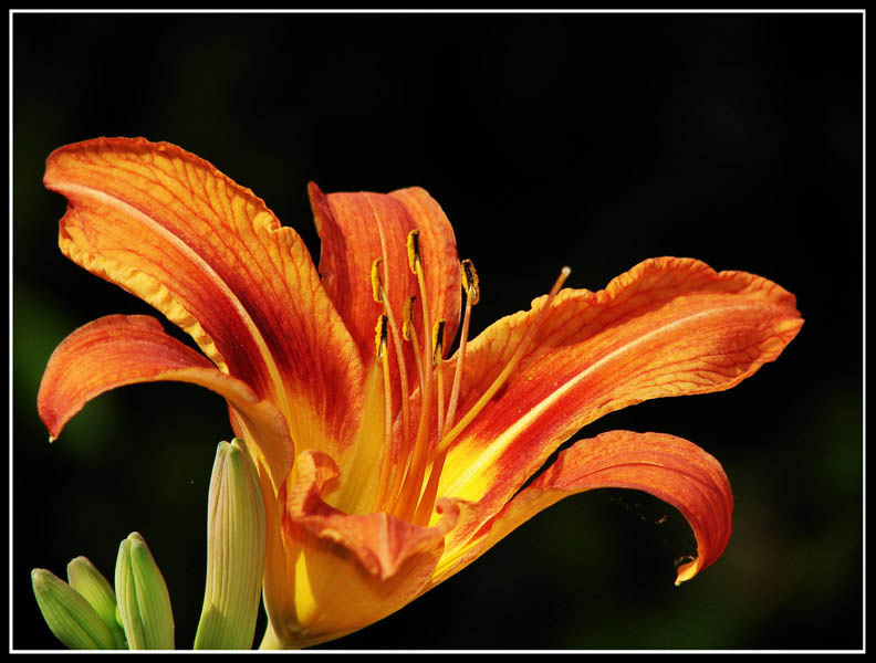 LILIUM природа цветы макро лилия