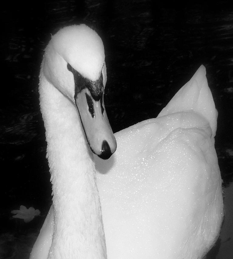 Swan лебедь, ч/б
