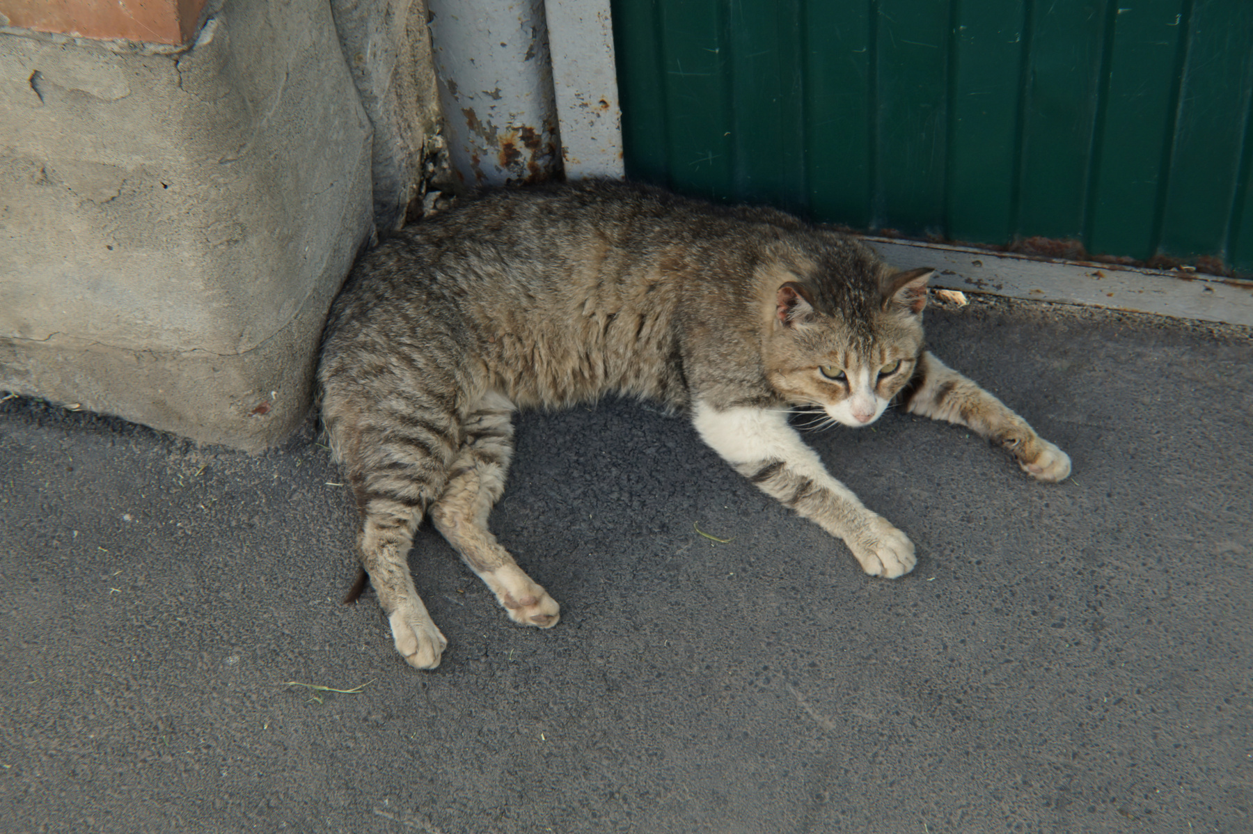 Котик 