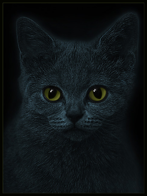 Матильда кошка