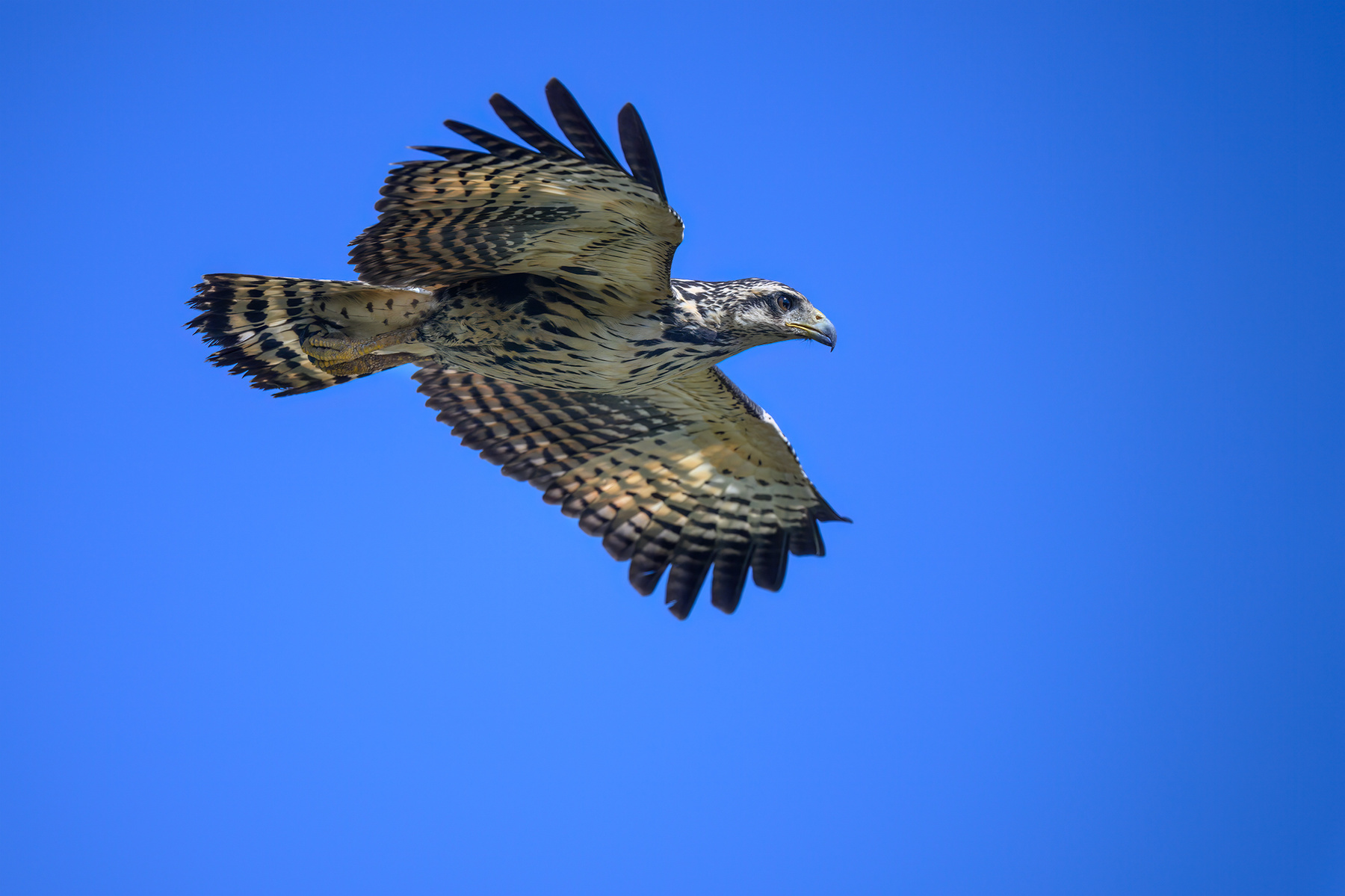 Common black hawk (juvenile) 