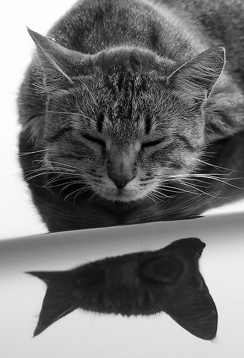 КоТражение кот