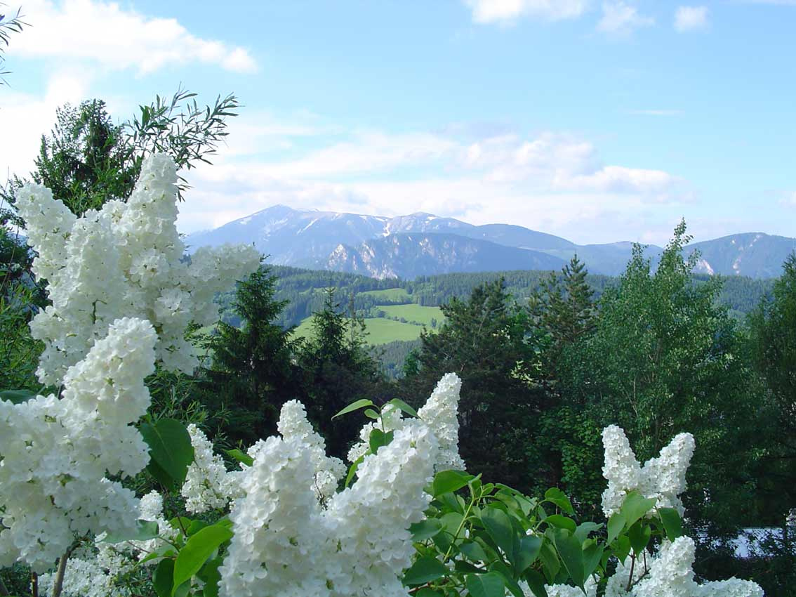 +++ горы сирень mountain lilac