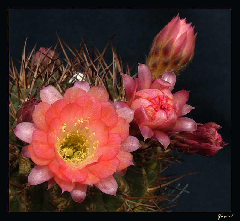 Lobivia кактус cactus