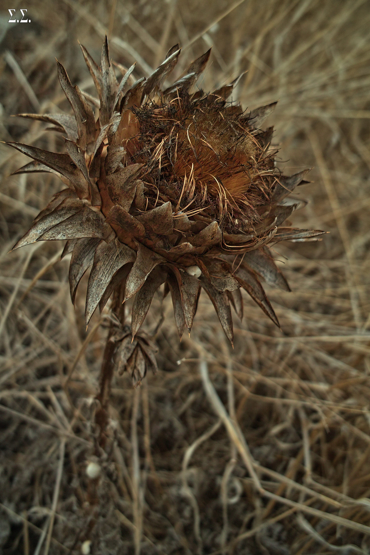 DEHYDRATED ARTICHOKE 