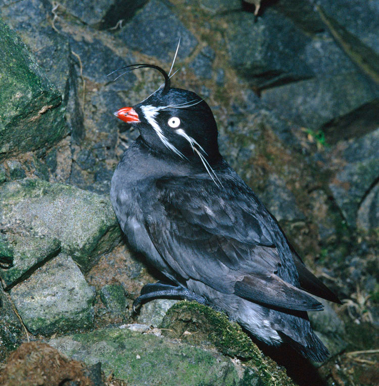 Расфуфырилась Малая конюга, Aethia pygmaea, Whiskered Auklet, Buldir Island, the Aleutians, Alaska
