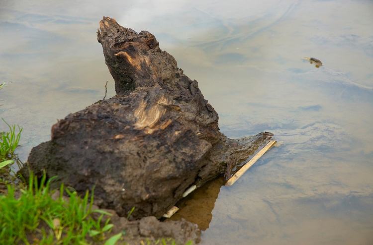 Медведь на водопое лужа коряга