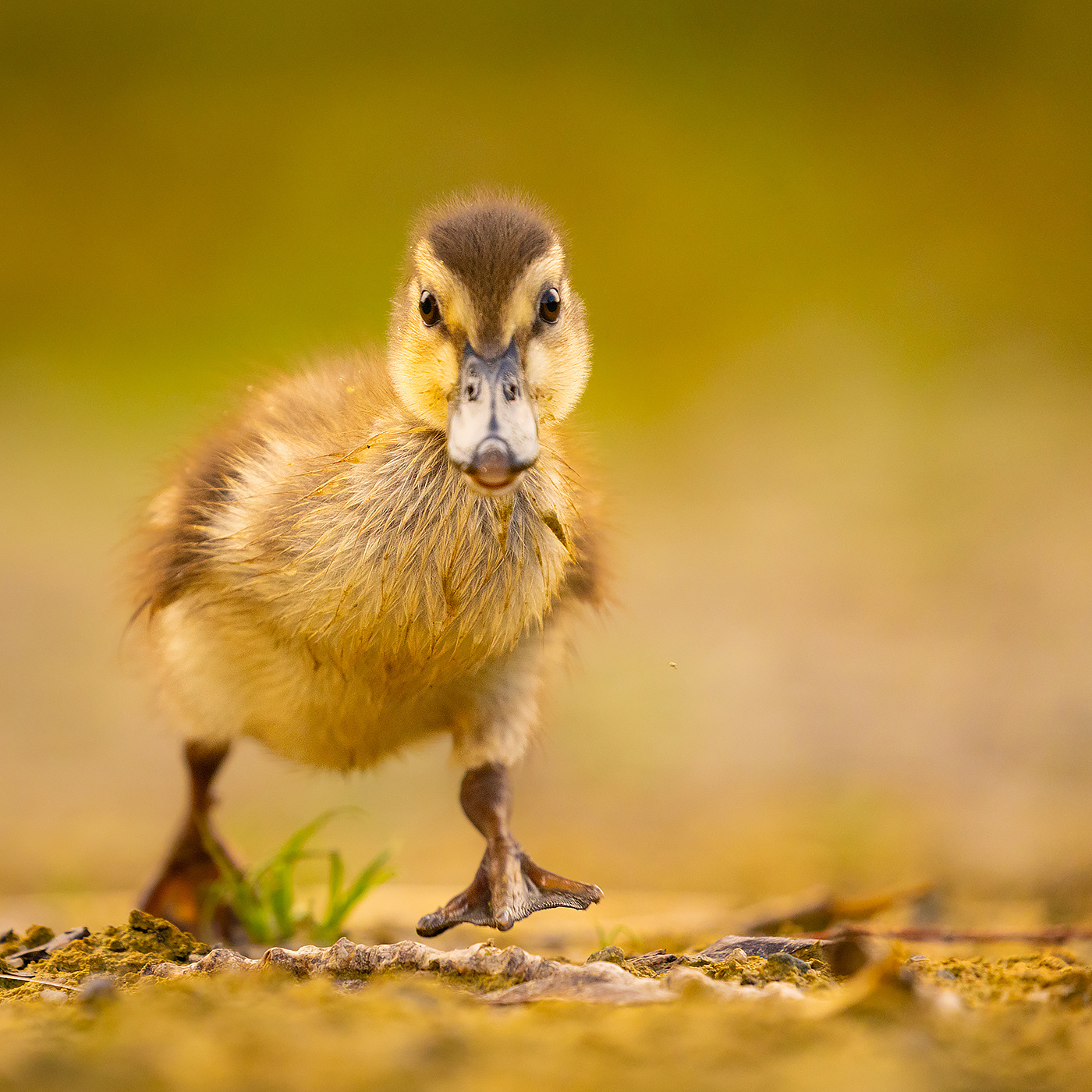 Duckling 