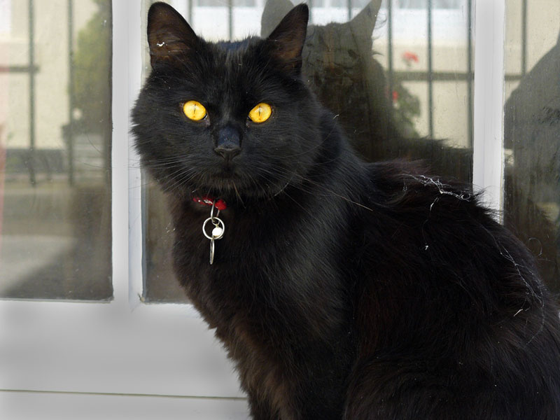 чеширский кот кот кошка котенок