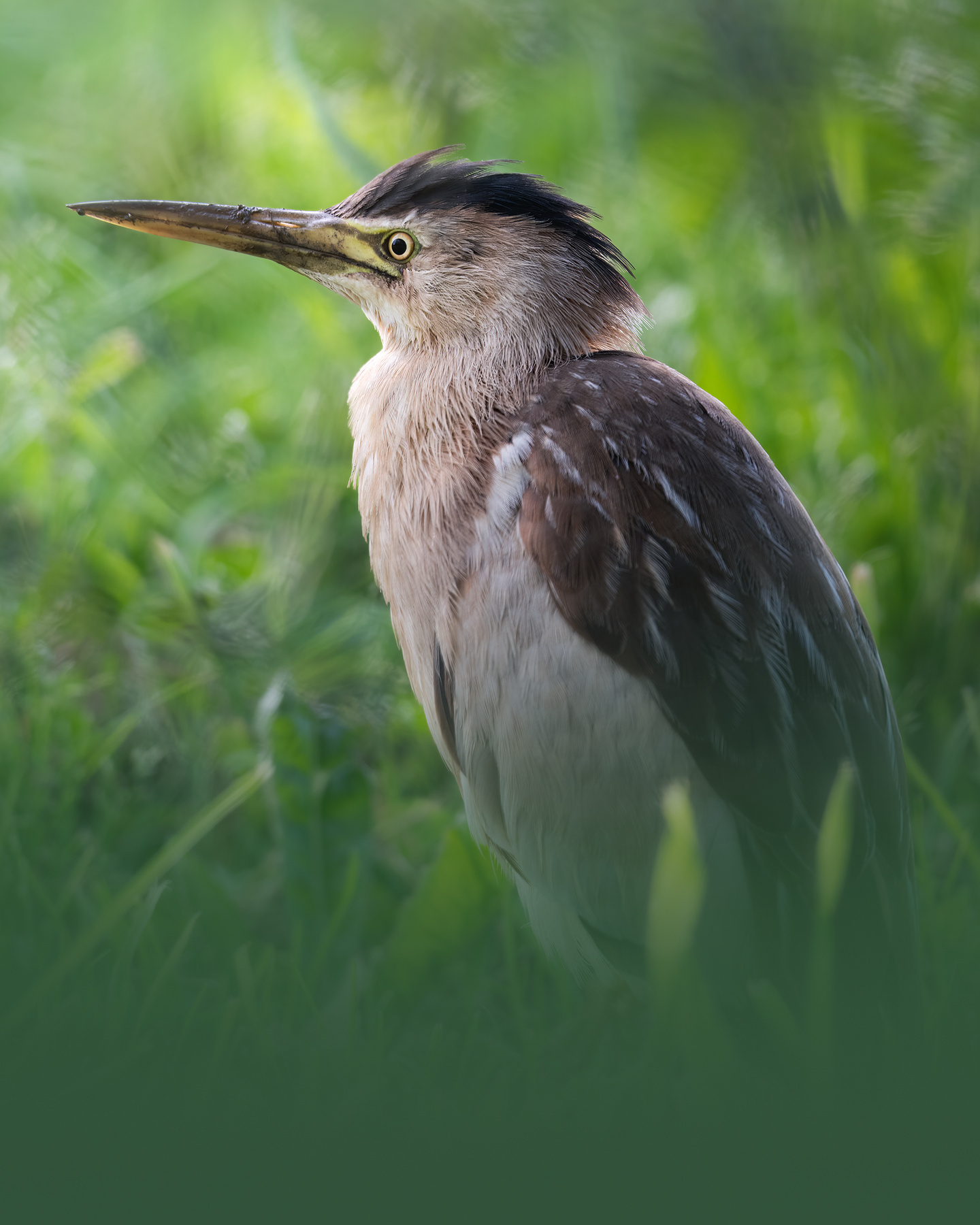 Малая выпь (Ixobrychus minutus) 