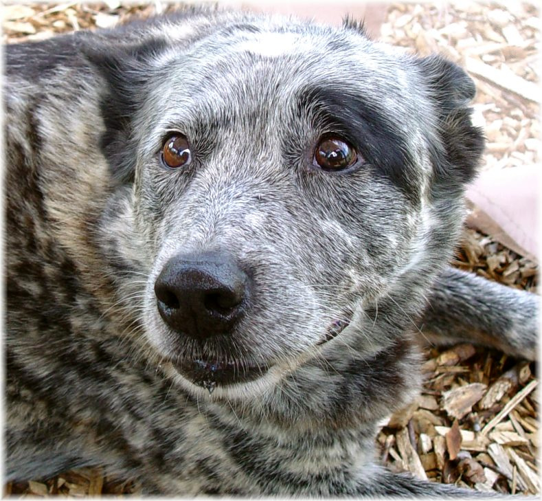 эти глаза не обманут... dog eyes