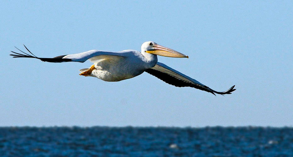 Потомок птеродактиля Американский белый пеликан, Pelecanus erythrorhynchos, Озеро Солтон Си, American White Pelican, Salton Sea, California