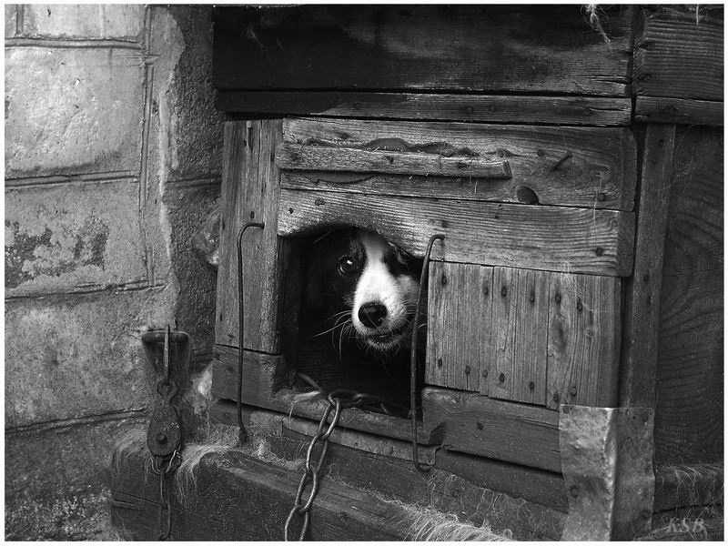 Эй, хозяин, кто-то пришёл... 