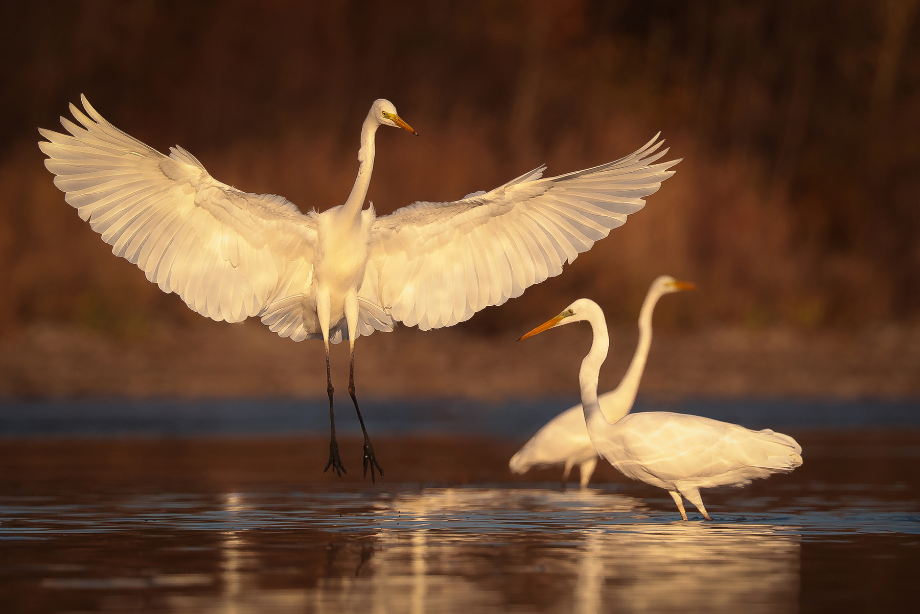 Herons 