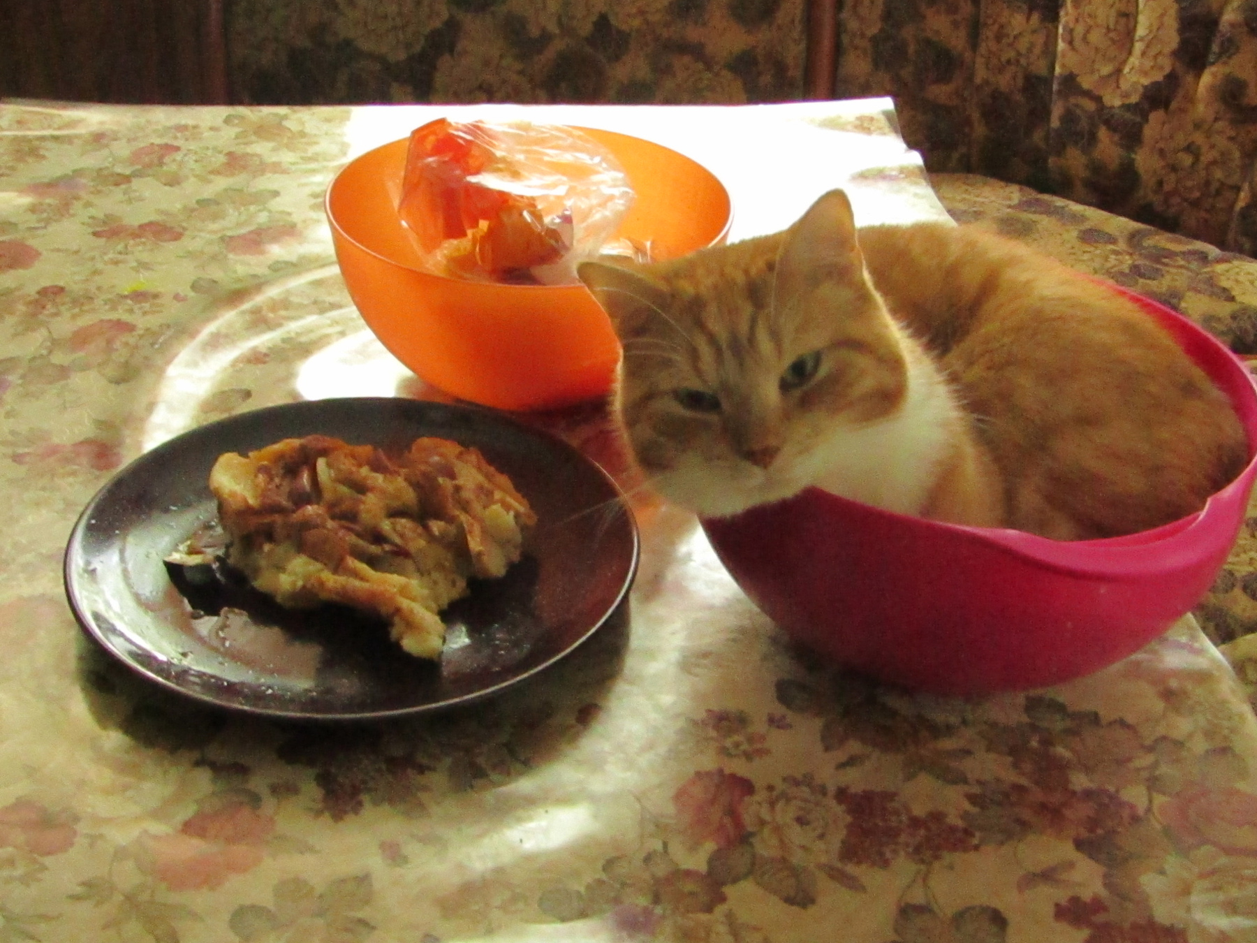 натюрморт кот